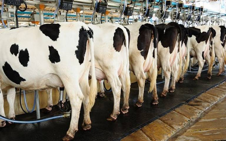 Ocupa Chihuahua cuarto lugar nacional en producción de leche