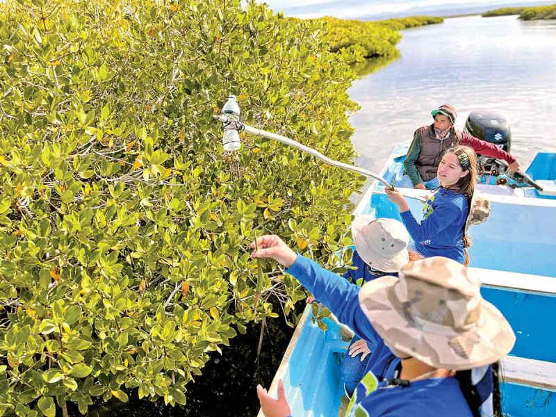 Mitigan amenaza ambiental con siembra de mangle